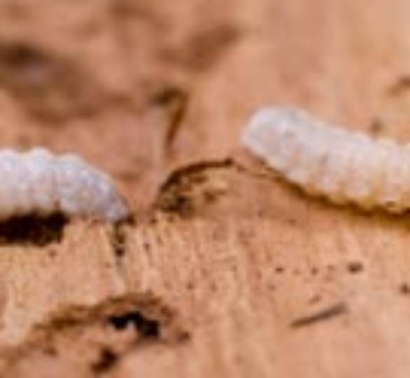 Woodworm Specialists Barnstaple