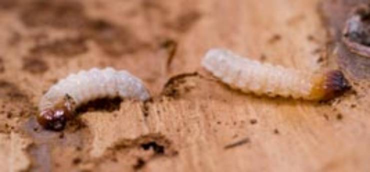 woodworm.jpg